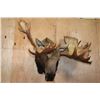 Image 3 : 30-Point MOOSE Shoulder Mount (The Best Moose in the Sale!)