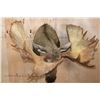Image 4 : 30-Point MOOSE Shoulder Mount (The Best Moose in the Sale!)