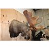 Image 5 : 30-Point MOOSE Shoulder Mount (The Best Moose in the Sale!)