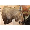 Image 6 : 30-Point MOOSE Shoulder Mount (The Best Moose in the Sale!)