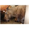 Image 7 : 30-Point MOOSE Shoulder Mount (The Best Moose in the Sale!)