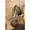 Image 8 : 30-Point MOOSE Shoulder Mount (The Best Moose in the Sale!)