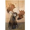 Image 9 : 30-Point MOOSE Shoulder Mount (The Best Moose in the Sale!)