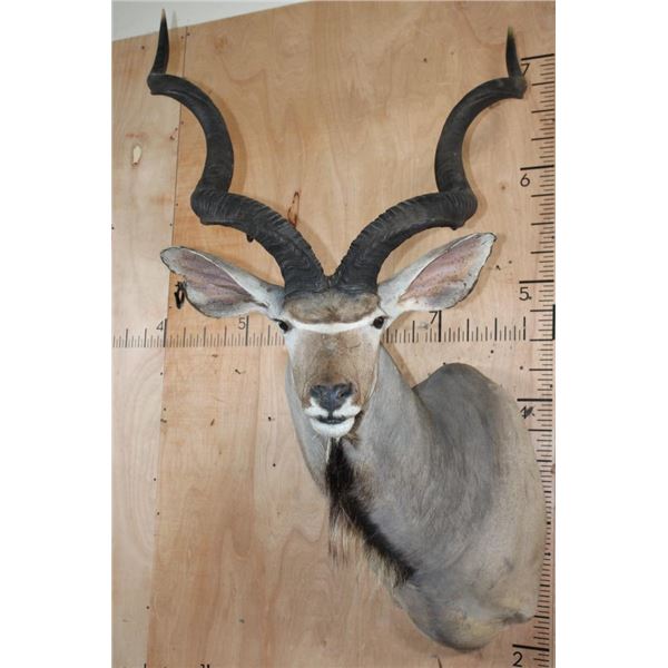 XL KUDU Shoulder Mount