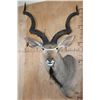 Image 1 : XL KUDU Shoulder Mount