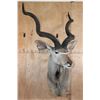 Image 2 : XL KUDU Shoulder Mount