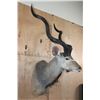 Image 3 : XL KUDU Shoulder Mount