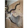 Image 4 : XL KUDU Shoulder Mount