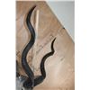 Image 5 : XL KUDU Shoulder Mount