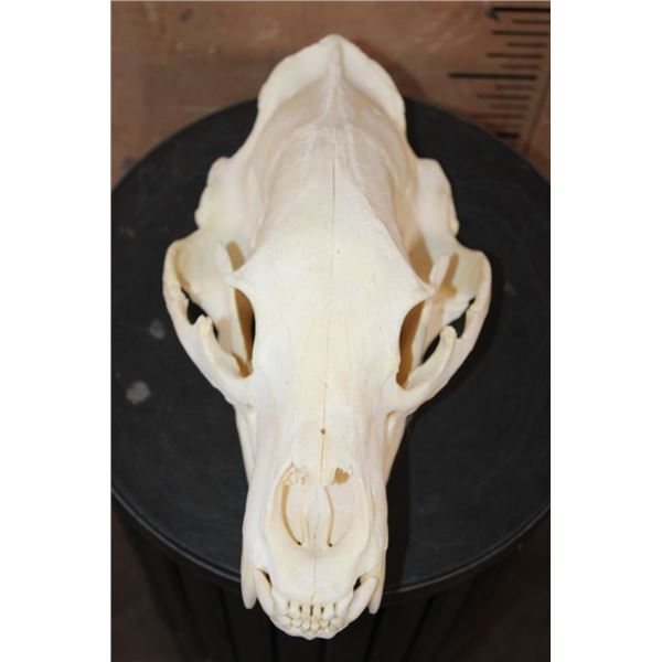XXL BLACK BEAR Skull