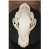 Image 1 : XXL BLACK BEAR Skull