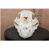 Image 2 : XXL BLACK BEAR Skull