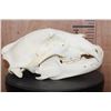 Image 3 : XXL BLACK BEAR Skull