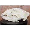Image 4 : XXL BLACK BEAR Skull