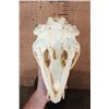 Image 6 : XXL BLACK BEAR Skull