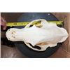 Image 7 : XXL BLACK BEAR Skull