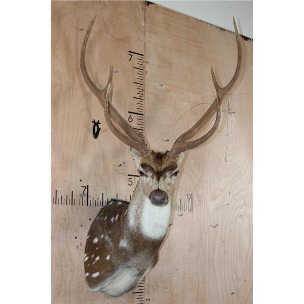 XL AXIS DEER Shoulder Mount