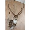 Image 1 : XL AXIS DEER Shoulder Mount