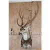 Image 2 : XL AXIS DEER Shoulder Mount