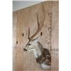 Image 3 : XL AXIS DEER Shoulder Mount