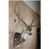 Image 4 : XL AXIS DEER Shoulder Mount