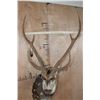 Image 5 : XL AXIS DEER Shoulder Mount