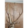 Image 6 : XL AXIS DEER Shoulder Mount