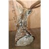 Image 7 : XL AXIS DEER Shoulder Mount