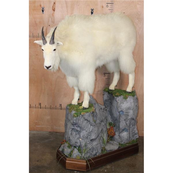 Life-sized MOUNTAIN GOAT on a Decorative Rock Base with Wheels