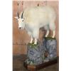 Image 1 : Life-sized MOUNTAIN GOAT on a Decorative Rock Base with Wheels