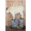 Image 2 : Life-sized MOUNTAIN GOAT on a Decorative Rock Base with Wheels