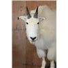 Image 4 : Life-sized MOUNTAIN GOAT on a Decorative Rock Base with Wheels