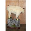Image 5 : Life-sized MOUNTAIN GOAT on a Decorative Rock Base with Wheels