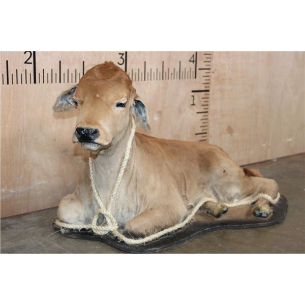 Life-sized Laying CALF or BABY COW on a Wood Base