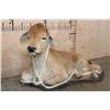 Image 1 : Life-sized Laying CALF or BABY COW on a Wood Base
