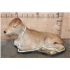 Image 2 : Life-sized Laying CALF or BABY COW on a Wood Base