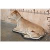 Image 3 : Life-sized Laying CALF or BABY COW on a Wood Base