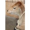 Image 4 : Life-sized Laying CALF or BABY COW on a Wood Base
