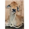 Image 5 : Life-sized Laying CALF or BABY COW on a Wood Base