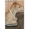 Image 6 : Life-sized Laying CALF or BABY COW on a Wood Base