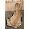 Image 8 : Life-sized Laying CALF or BABY COW on a Wood Base