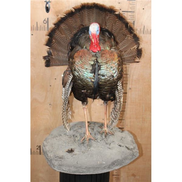 Life-sized "Strutting" TURKEY on a Lightweight Base