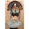 Image 1 : Life-sized "Strutting" TURKEY on a Lightweight Base