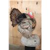 Image 2 : Life-sized "Strutting" TURKEY on a Lightweight Base