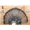 Image 4 : Life-sized "Strutting" TURKEY on a Lightweight Base