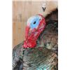 Image 5 : Life-sized "Strutting" TURKEY on a Lightweight Base