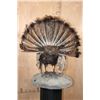 Image 7 : Life-sized "Strutting" TURKEY on a Lightweight Base