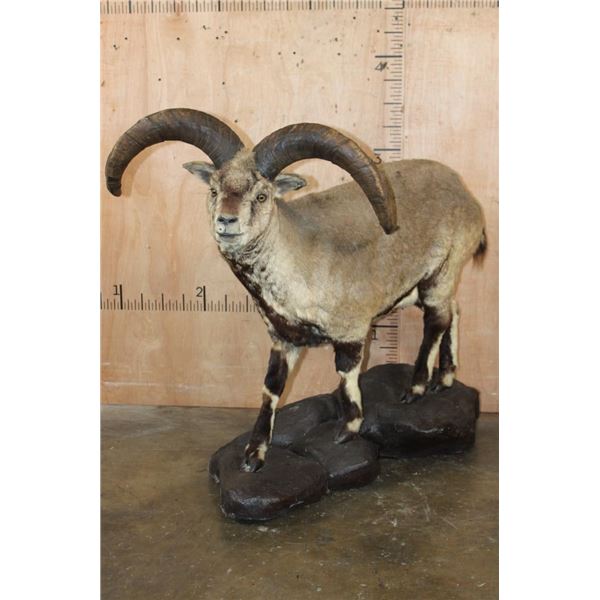 Life-sized BHARAL or HIMALAYAN BLUE Sheep on a Rock Base