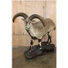 Image 1 : Life-sized BHARAL or HIMALAYAN BLUE Sheep on a Rock Base