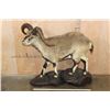 Image 2 : Life-sized BHARAL or HIMALAYAN BLUE Sheep on a Rock Base